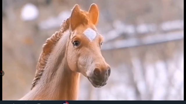сюрприз для канала MlpSpiritTv смотреть онлайн