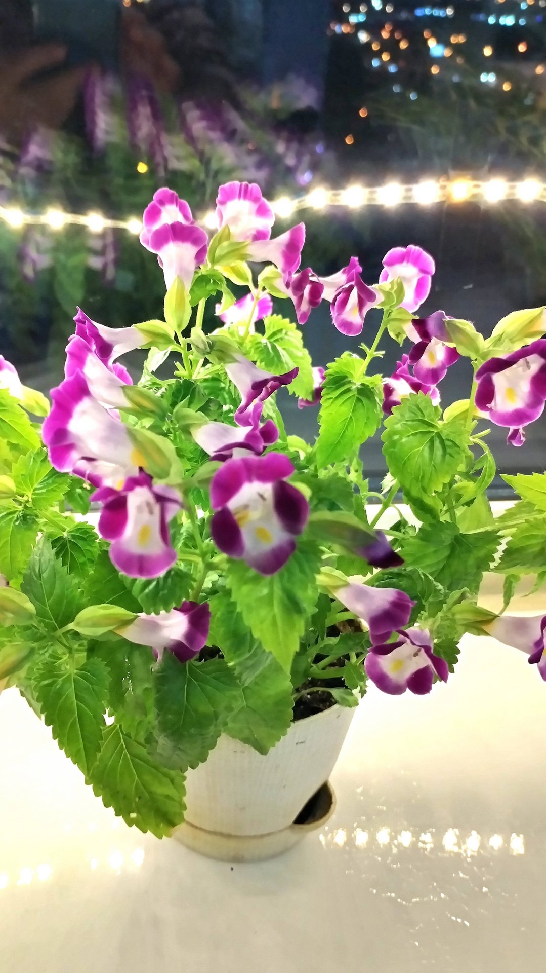 Торения, выращенная из семян. #торения, #цветокторения, #торенияфото, #торенияописание