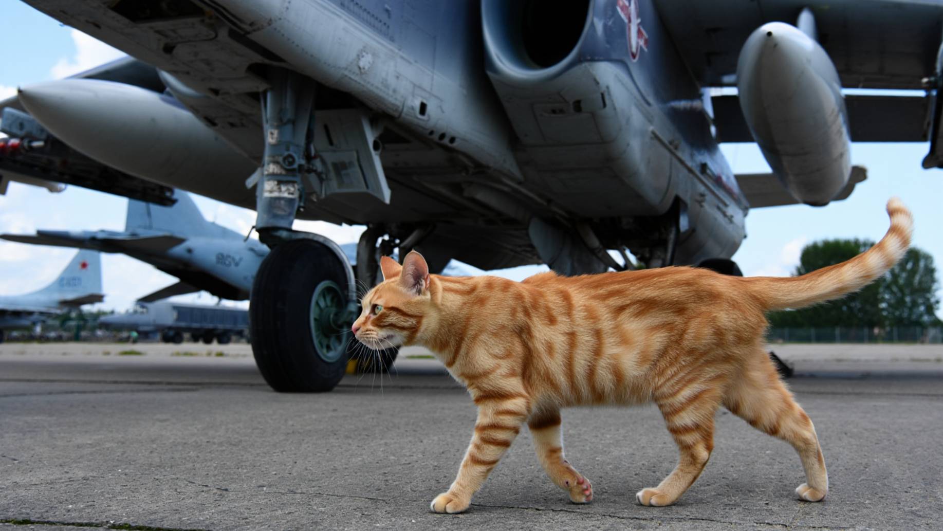 ВОЕНЭЛЕКТРОСИМ | DCS WORLD | Су-25 уничтожение лагеря боевиков смотреть онлайн