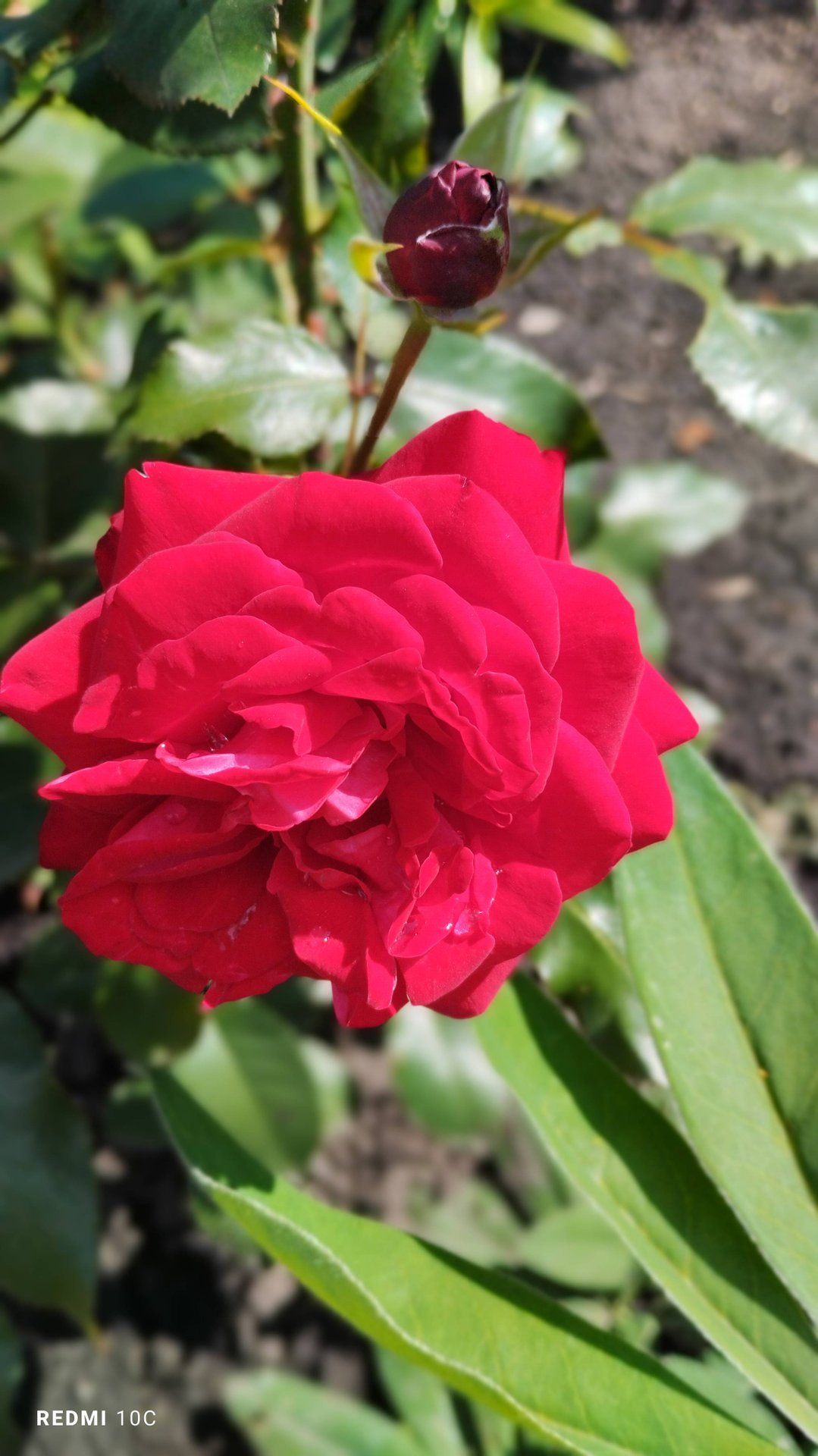 Второе цветение розы Любикер Ротшпон в нашем саду