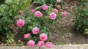 Обзор розы Веддинг Белз (Wedding Bells).