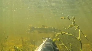 ОГРОМНЫЙ ЖЕРЕХ🐋  ВЫШЕЛ ПРЯМО НА МЕНЯ. Так Мне Еще Не Везло на ПОДВОДНОЙ ОХОТЕ😱