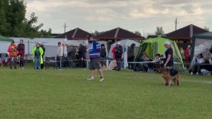 РАБОЧИЙ СУКИ / Главная выставка немецких овчарок России 2025