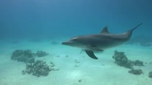 528гц + 936гц Исцеляющее Пение Дельфинов для Восстановления Энергии, Снятия Стресса и Глубокого Сна💤