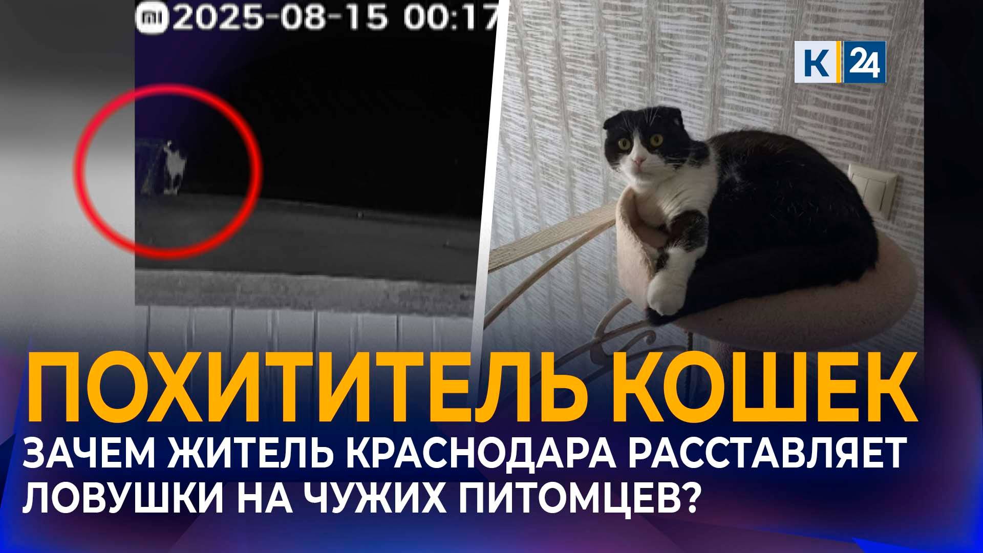 Мужчина расставляет ловушки на кошек в поселке Российском в Краснодаре смотреть онлайн
