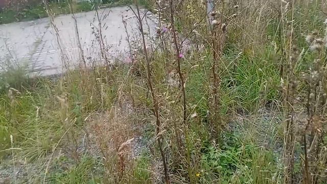 Поверил интернету и нашёл нож бабочку. 