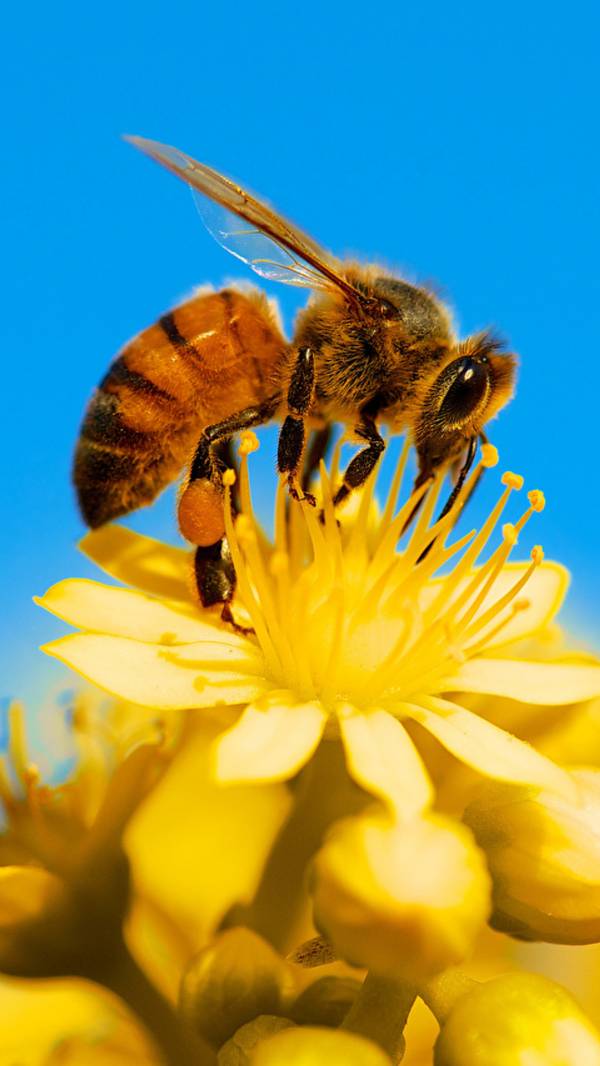 14 сентября День защиты пчел смотреть онлайн