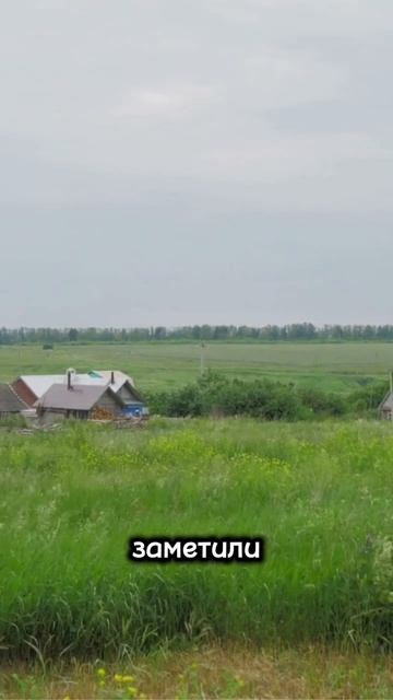 Одни из самых ядовитых пауков