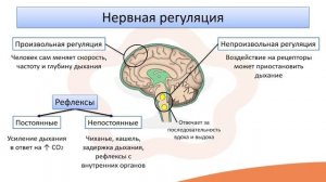 Видео-лекция №15.2 Регуляция дыхания