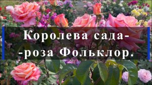 Королева сада-роза Фольклор.