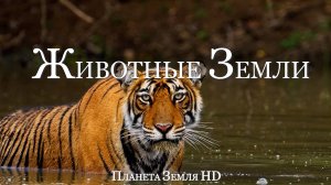 Удивительные Животные Земли HD - Живописный фильм о дикой природе с вдохновляющей музыкой
