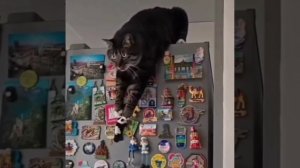 Операция "ПАНДА"