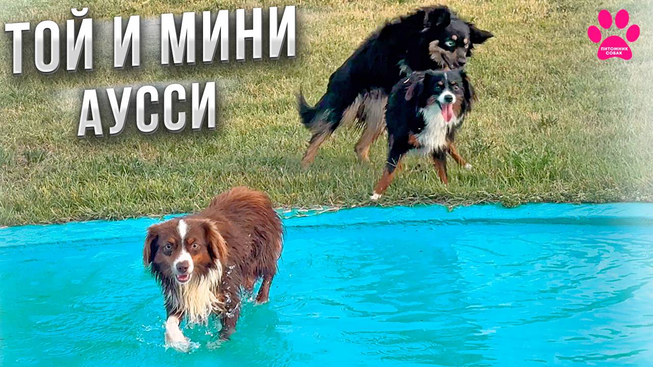 Все наши Аусси! Сколько их у нас? Считайте сами! Той-Аусси и Мини-Аусси. смотреть онлайн