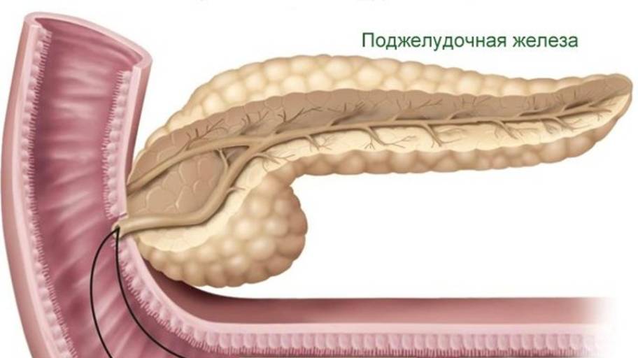 Пищеварение в тонкой кишке. Панкреатический сок и желчь смотреть онлайн