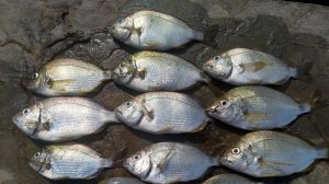 Морская рыбалка, Джубга, отводной поводок, 25 мая 2024 года