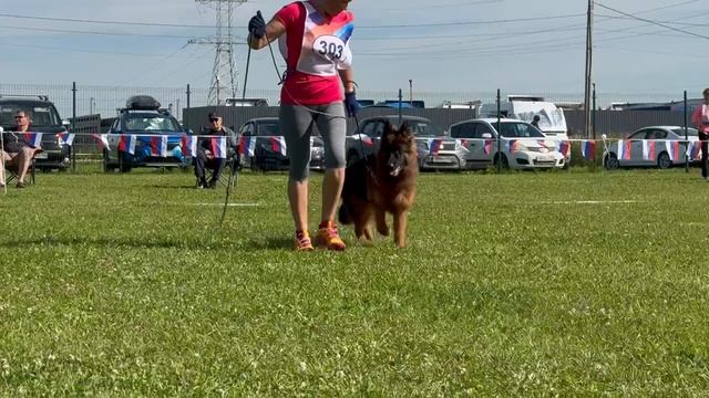 1 ОП De Orse Mak Flai HORTITSA №303. Главная выставка немецких овчарок России 2025