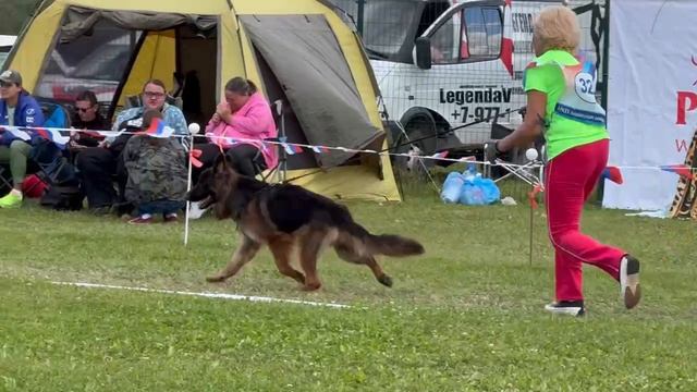6 Оч/хор Ирендорф ЭКДАЛЬ №324. Главная выставка немецких овчарок России 2025