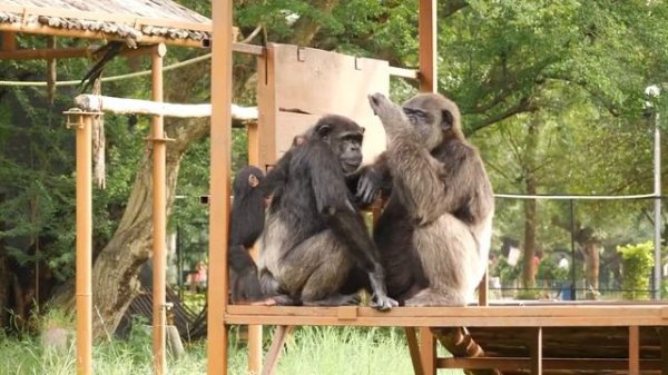 The Importance of Zoos