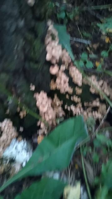 Опята Новосибирск Август 25ый год