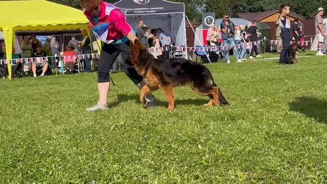 3 ОП Собака Севера АЗАРЕНКОВ МИХ №253. Главная выставка немецких овчарок России 2025