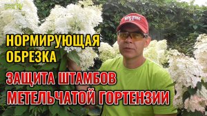 Летняя нормирующая обрезка гортензий и защита штамбов от растрескивая коры 🌸