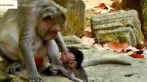Макака-мать голодному детёнышу: молока ... 1000029614.mp4