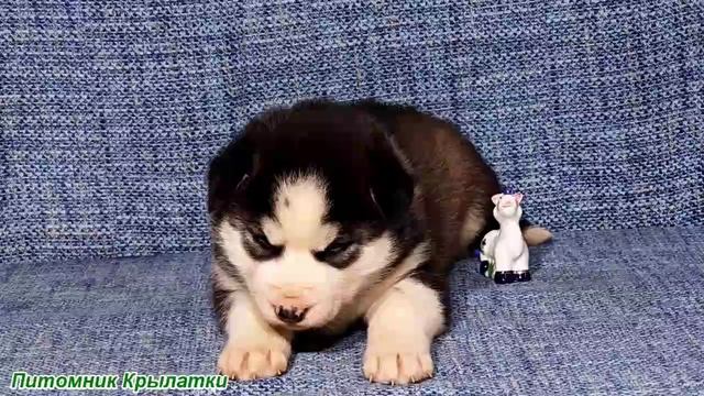 Предлагаем черно-белую девочку щенка хаски, голубоглазую, родилась 21 июля 2025 года