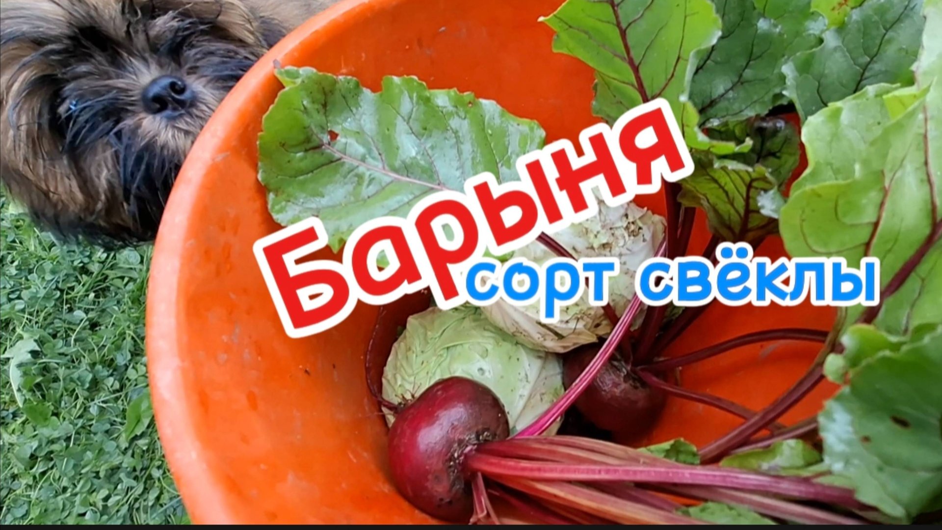 Выращивание свёклы сорта Барыня: полезные свойства и рецепты приготовления
