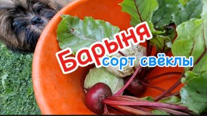 Выращивание свёклы сорта Барыня: полезные свойства и рецепты приготовления