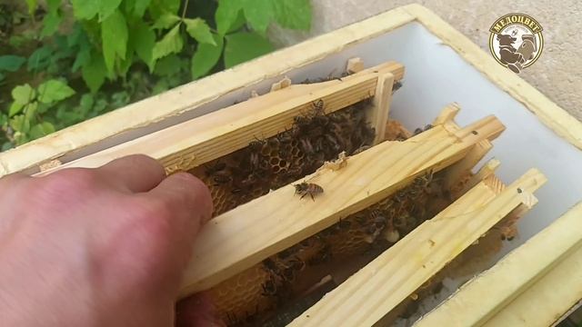 Горсть пчел погибнет. Спасти не удалось.mp4