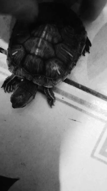 Коля и толя вся правда о них