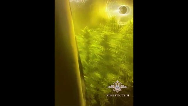 Ирина Волк: В Москве сотрудники полиции задержали подозреваемых в незаконном обороте наркотиков смотреть онлайн