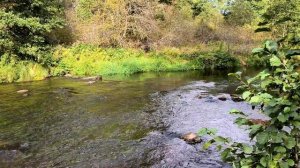 Игорь Скерцо - Река Рощинка, Рощино, Ленинградская область, Сентябрь 2023 г.