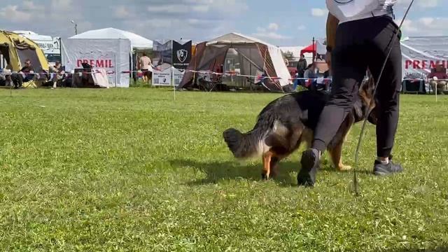 2 ОП Тайм Сарынь ЕВАНГЕЛИСТА №319. Главная выставка немецких овчарок России 2025