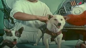 Дворняжки в космосе: 65 лет со дня полёта Белки и Стрелки