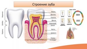 Видео-лекция №17.1 Полость рта