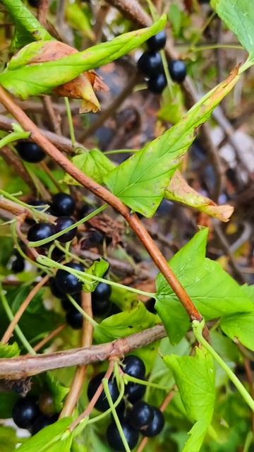 С яблочным🍏 Спасом 🍎 смотреть онлайн