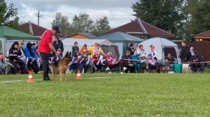 1 Оч/хор ОСБОРН из Белого Яра +0+ №87. Главная выставка немецких овчарок России 2025