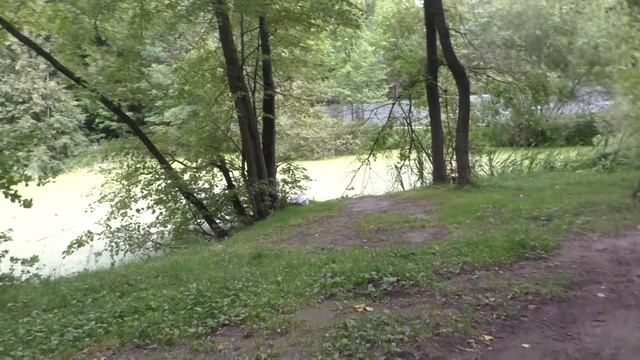 Прогулка по лесу. Осень наступила раньше. Чудо-птица, дятел и утки на пруду.