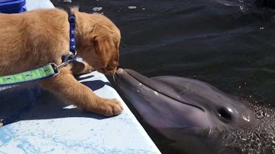 Спасение и дружба смотреть онлайн