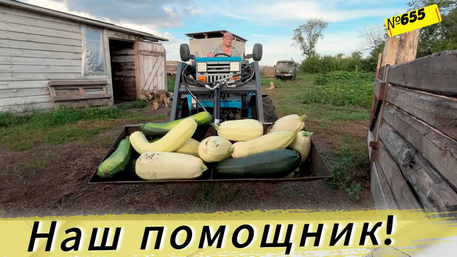 Возим кабачки на тракторе для наших коров. Дожди заливают. Жизнь в Омской деревне. смотреть онлайн