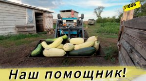 Возим кабачки на тракторе для наших коров. Дожди заливают. Жизнь в Омской деревне.