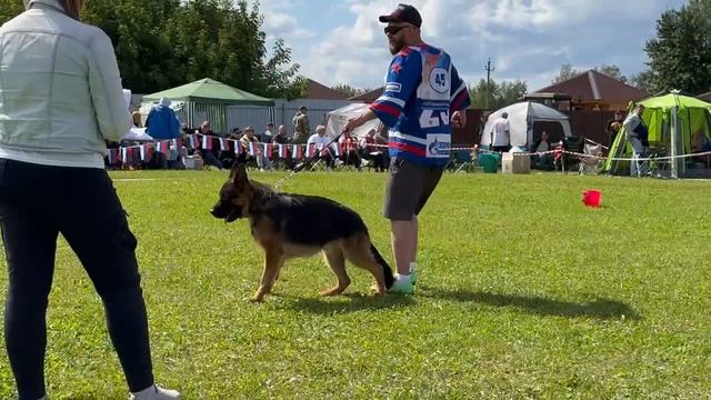 2 Хор. De Orse Mak Flai ISKO №45. Главная выставка немецких овчарок России 2025