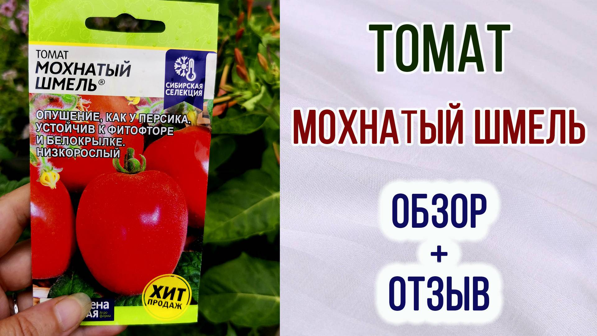 Томат "МОХНАТЫЙ ШМЕЛЬ". Обзор + отзыв.