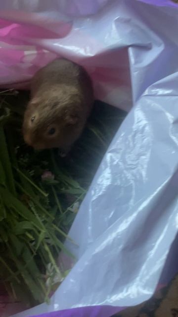 Морская свинка ТЭДДИ.