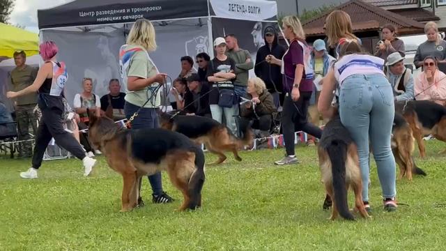 ЮНИОРЫ КОБЕЛИ / Главная выставка немецких овчарок России 2025 смотреть онлайн
