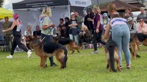 ЮНИОРЫ КОБЕЛИ / Главная выставка немецких овчарок России 2025