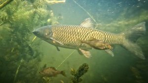 Заговорённый