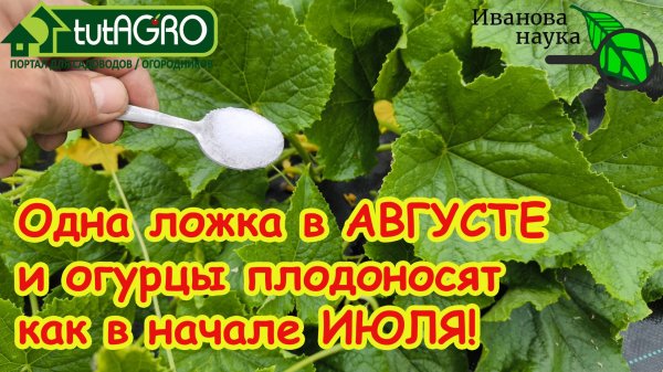 ДАЙТЕ это в АВГУСТЕ ОГУРЦАМ и даже слабые огурцы вмиг заплодоносят до заморозков, а урожай тоннами!