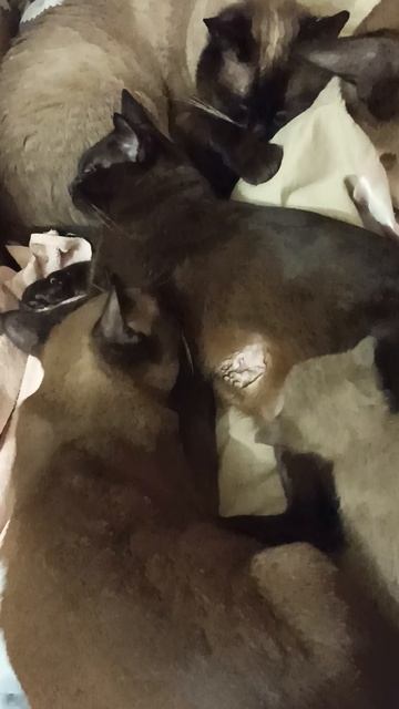 Мамашка обломала всех детей)